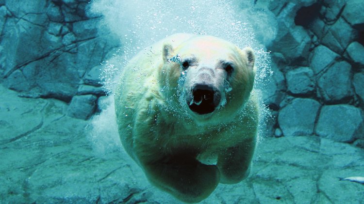 Pod vodou plave medvěd s otevřenýma očima