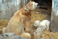 EXKLUZIVNĚ: Lední medvídci z Brna jsou s mámou Corou poprvé venku!