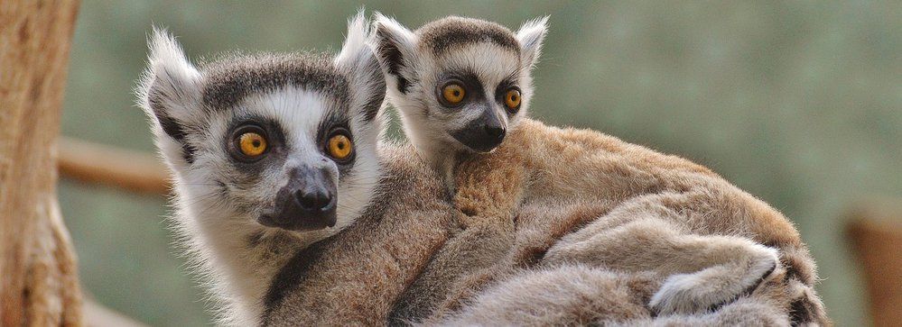 Lemur s chutí slupne i jedovatou mnohonožku