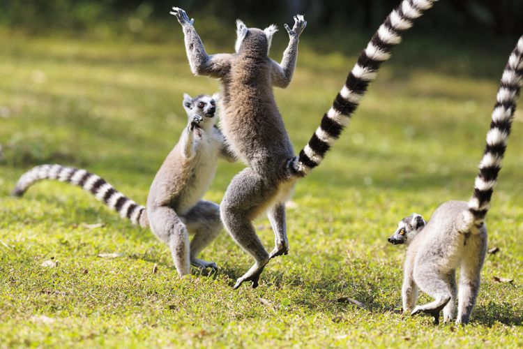 Lemur kata (Lemur catta) patří k větším druhům lemurů, měří téměř půl metru a váží přes 2 kg