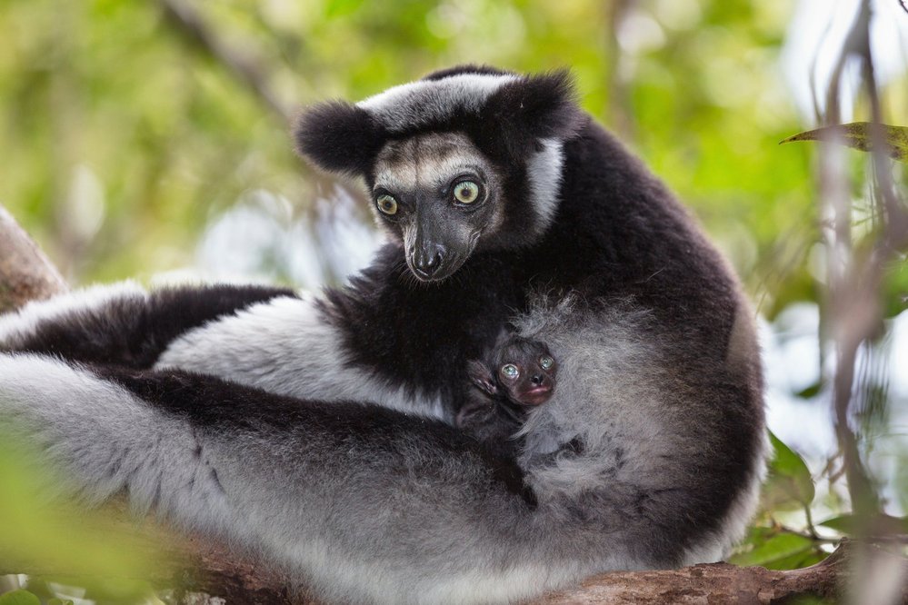 Indri (Indri indri) s váhou přes 9 kg patří k nejčastěji loveným lemurům