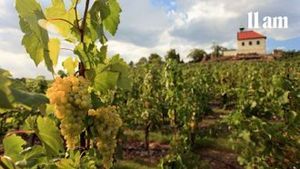 Letošní vinobraní na jižní Moravě pod tlakem. Sklizeň bude poloviční a zájem lidí dál slábne Letošní vinobraní na jižní Moravě pod tlakem. Sklizeň bude poloviční a zájem lidí dál slábne