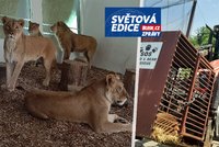 Netradiční evakuace před ruskými bombami: Dobrovolníci odvezli z Oděsy 9 lvů