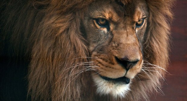 Tajemství původu současných lvů