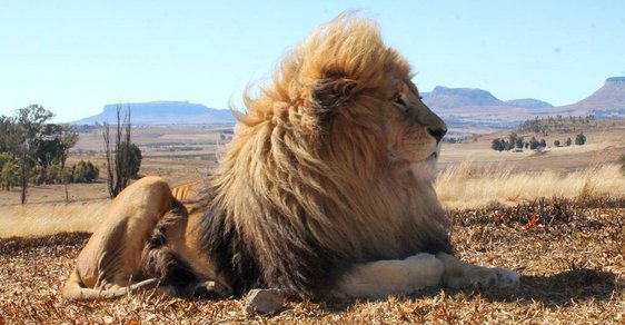 Lion House v Jihoafrické republice: Bydlení šelmám na dotek