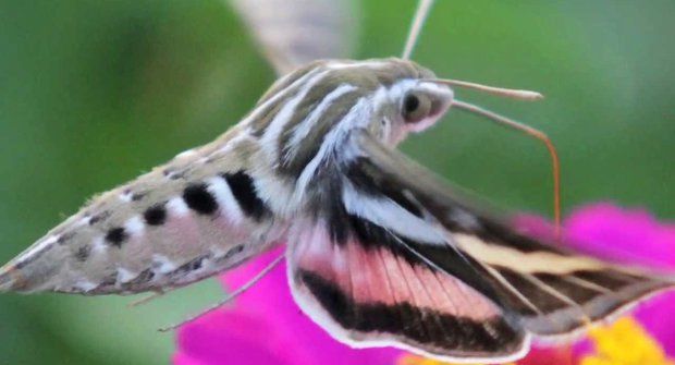 Neobyčejný noční motýl: Můra prchá před netopýry