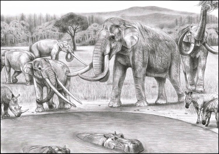 Severní Itálie před 2 miliony lety připomíná spíš východní Afriku. Žije tu primitivní mamut jižní (Mammuthus meridionalis, vpravo) a mastodont Anancus arvernens