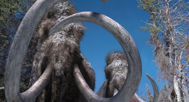 Oživíme mamuty?