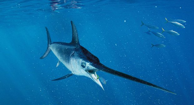 Plavec s mečem: Tajemství nejrychlejší ryby