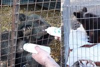 Roztomilá medvíďata překvapila pohraničníky na Zlínsku: Čeká je život v kontaktní zoo