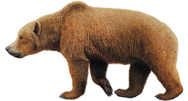 500 tisíc let vegetariánství: Medvědi o mase nevědí