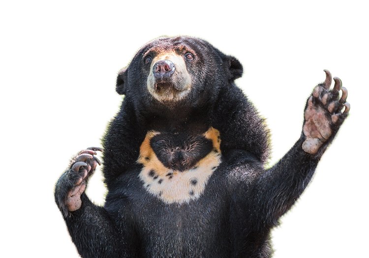 O medvědech se tvrdí, že nemají mimiku