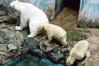 O lední medvídky z Brna je ve světě zájem
