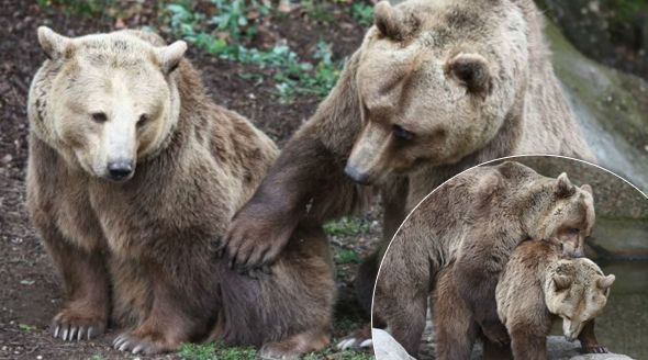 Medvědi z plzeňské zoo.