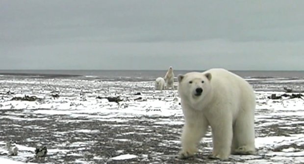 Úlet! Chlápek versus tři lední medvědi. Vyhraje ten s větším klackem