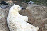 Smutek v zoo: Noví lední medvídci nebudou!