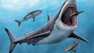 Megalodon: Třetihorní superžralok možná nevyhynul, podle některých názorů žije v oceánech dodnes