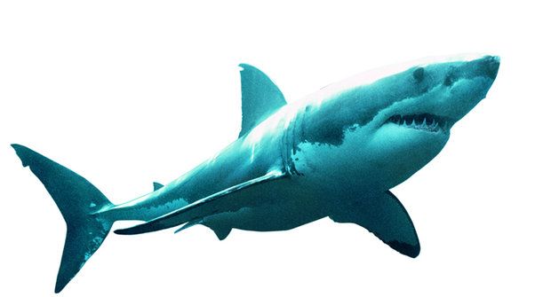 Konec megalodona: Proč vymřel nejděsivější žralok