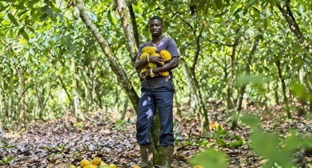 Kakaovník: Ragbyový míč s chutí pomerančového džusu