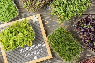 Microgreens: Vitaminový zázrak, který si vypěstujete sami doma