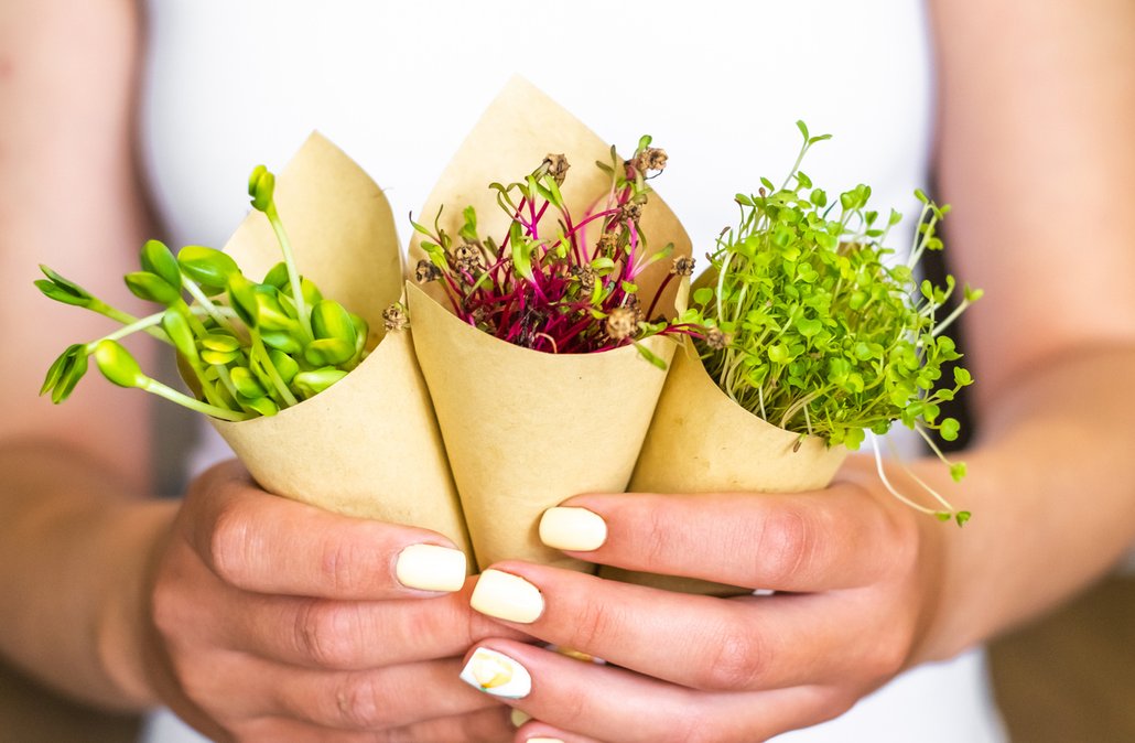 Pěstování microgreens není nijak složité. Postačí vám plastová krabička a semínka.