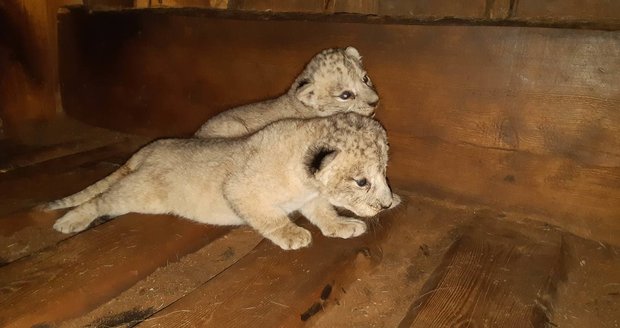 Mláďata lvice Tamiky v plzeňské zoo.