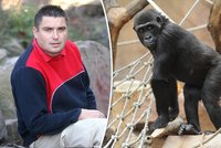 Podvodník ze zoo: "Gorilí táta" si záchranu Moji vymyslel?!