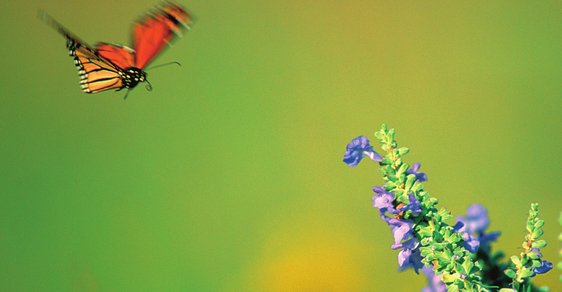 Monarcha stěhovavý: Největší cestovatel z říše hmyzu
