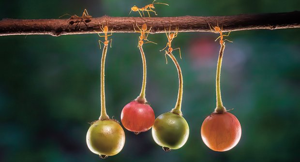 Krejčíci bez nití: Mravenci z hnízda na stromě