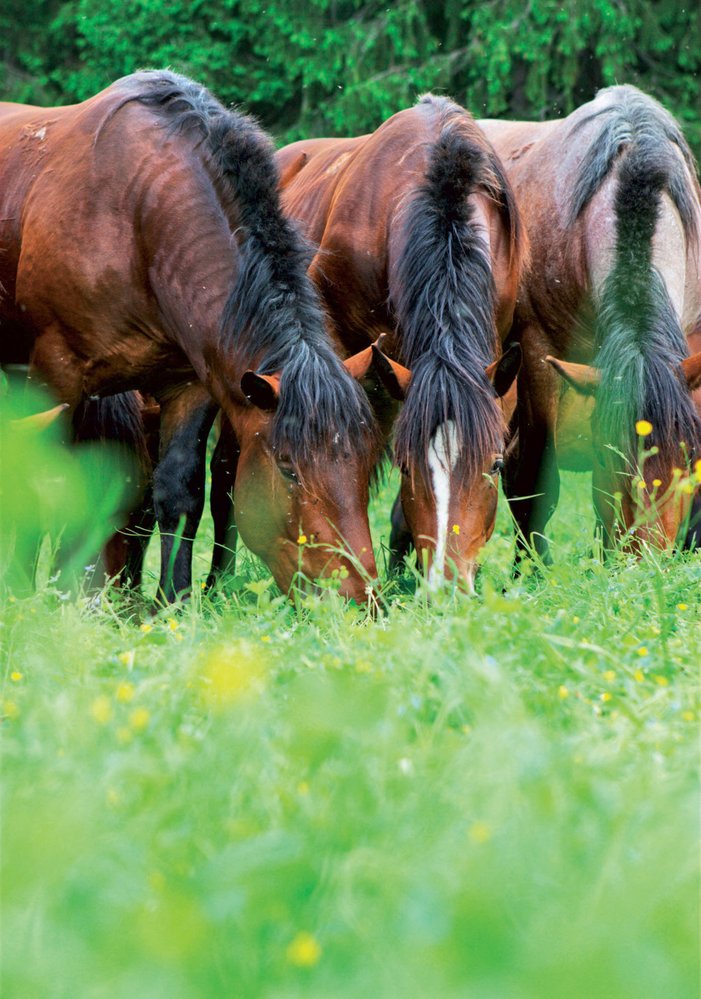 Norik muráňského typu - tak se jmenuje zdejší plemeno koní, které vzniklo křížením huculů s plemeny norik, fjord a hafling.