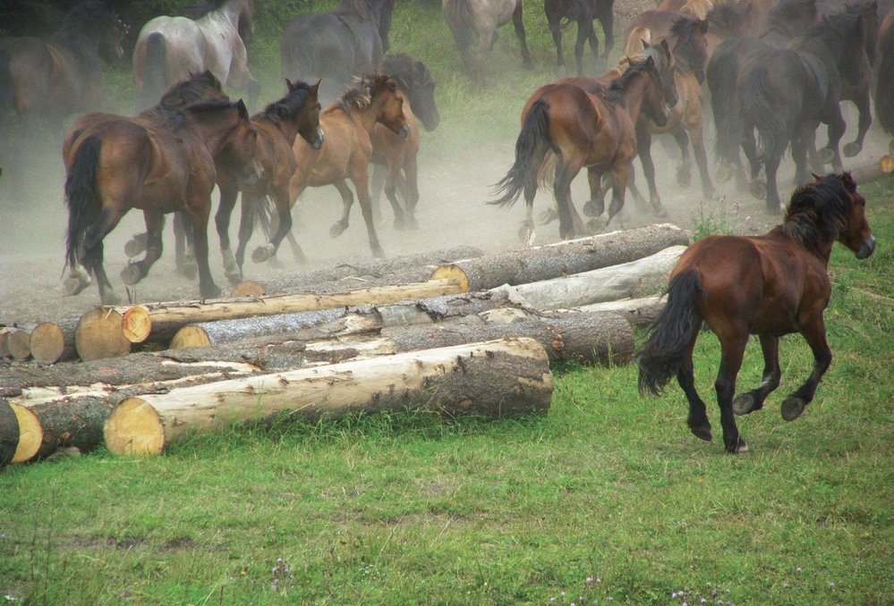 Norik muráňského typu - tak se jmenuje zdejší plemeno koní, které vzniklo křížením huculů s plemeny norik, fjord a hafling.