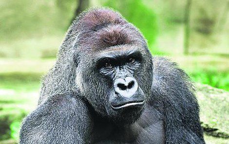 Gorilák Harambe musel zemřít kvůli nepozornosti matky, která neuhlídala své dítě.