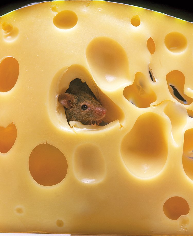 Sýr patří k nejoblíbenějším pochoutkám myši domácí