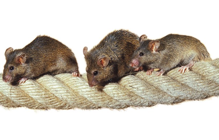 Do Ameriky se myši dostali v 16. století na španělských lodích