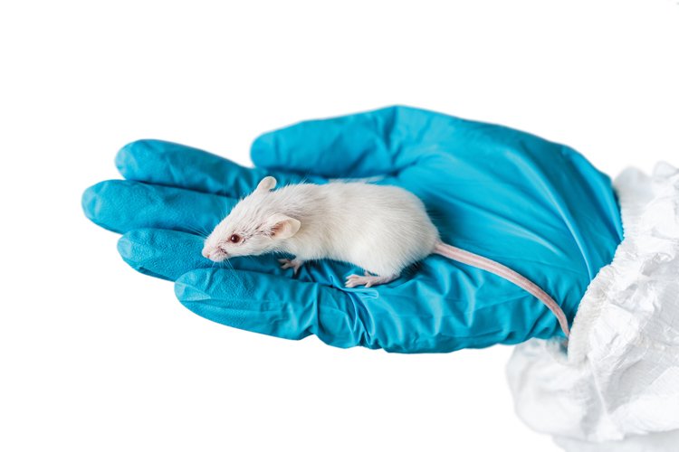 Myši se osvědčily jako laboratorní zvířata, dnes jsou i oblíbenými domácími mazlíčky