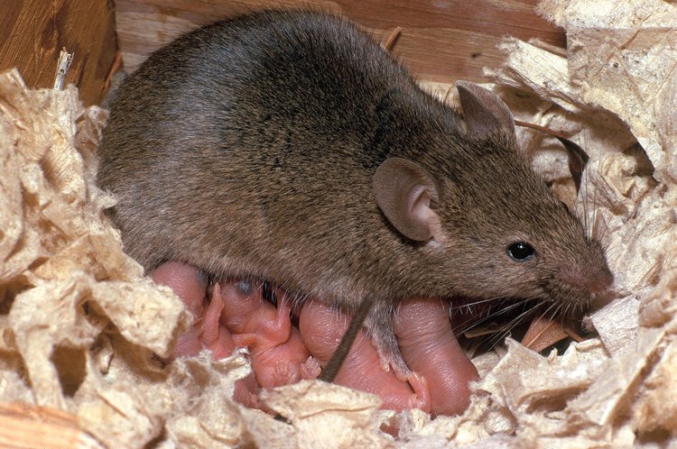 Myši se rychle množí: Jediná samice může mít až 10 vrhů do roka a v každém až 14 mláďat