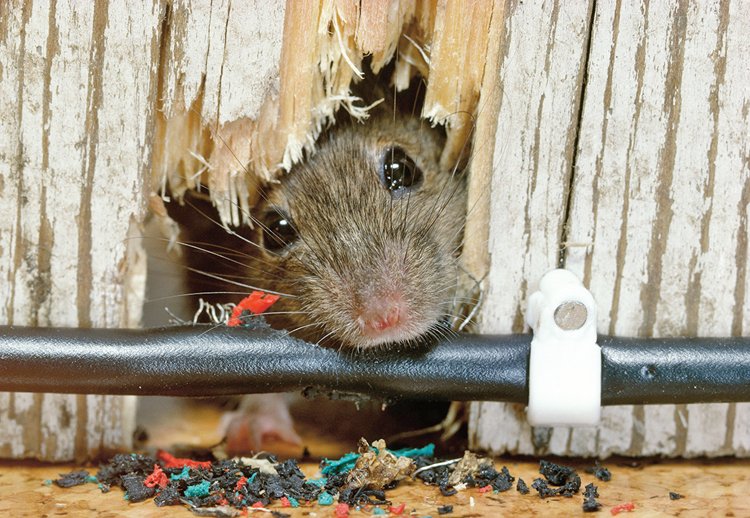 Díky ostrým hlodákům se myš dostane i do uzavřených prostor