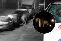 Nahý šílenec běhal po Kladně a rozbíjel auta: Jsem vlkodlak, tvrdil