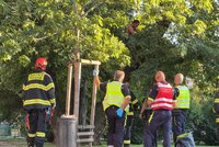 Drama na náměstí Míru: Muž vyhrožoval, že skočí ze stromu a zabije se
