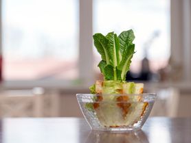 Nekonečná zelenina: Vypěstujte si salát, mrkev nebo zázvor ze zbytků