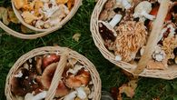 Nesbírejte jen hřiby! 15 nejchutnějších hub, na které můžete v lese narazit Nesbírejte jen hřiby! 15 nejchutnějších hub, na které můžete v lese narazit