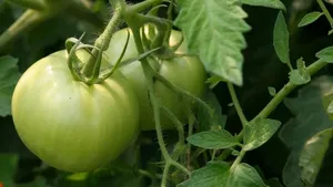 Nevyhazujte zelená rajčata ze zahrady! Stačí je zavěsit na správné místo a čerstvá vám vydrží až do Vánoc Nevyhazujte zelená rajčata ze zahrady! Stačí je zavěsit na správné místo a čerstvá vám vydrží až do Vánoc