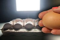 Otrávená vejce z Nizozemí se objevila i na Slovensku. Obsahují toxickou látku