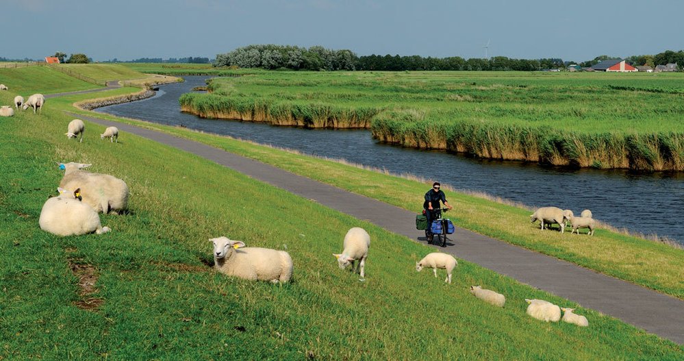 Počet ovcí na hrázích je nejen ve Frísku regulován tak, aby správně spásaly trávu, která pak má hustý systém kořenů, jež zpevňují povrch hrází.