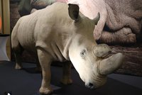 Poslední samec je znovu k vidění: Legendárního nosorožce Súdána vystavují v Národním muzeu