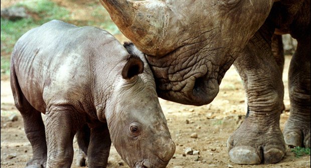 Vzácné záběry nosorožce jávského