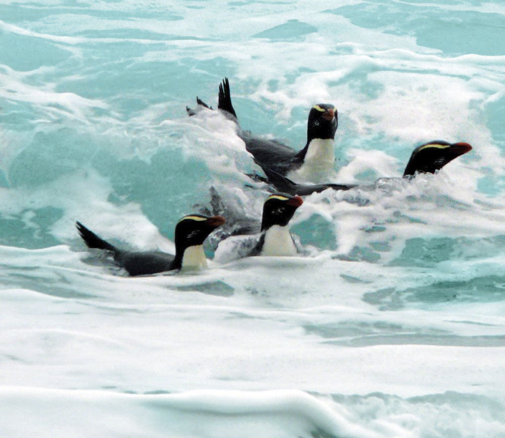 Halasné překřikování tučňáků na východním pobřeží Jižního ostrova přehluší i divoký příboj, dorážející dole na pláže a přilehlá skaliska z oceánu.