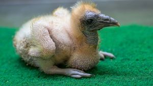 Od pašeráků a olověných broků až do Zoo Praha: Zachránění supi mají vzácné mládě Od pašeráků a olověných broků až do Zoo Praha: Zachránění supi mají vzácné mládě