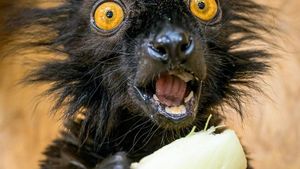 Ohrožení lemuři tmaví se vrací do Zoo Praha! Kde je uvidíte? Ohrožení lemuři tmaví se vrací do Zoo Praha! Kde je uvidíte?