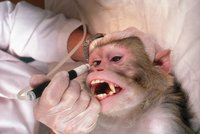 Pokusné opice: Ochránci se bojí další pandemie, makakové ale pomáhají s vakcínami